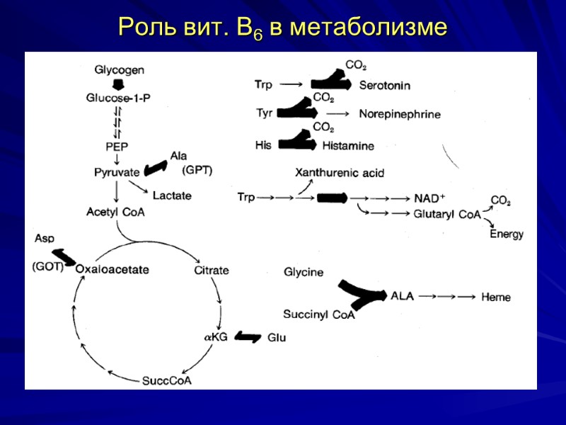 Роль вит. В6 в метаболизме Роль вит. В6 в метаболизме